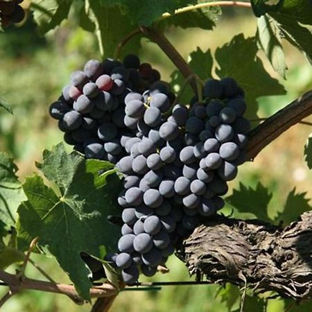 Agriturismo Fattoria Il Piano - Appartamento Focolare - 圣吉米纳诺 外观 照片